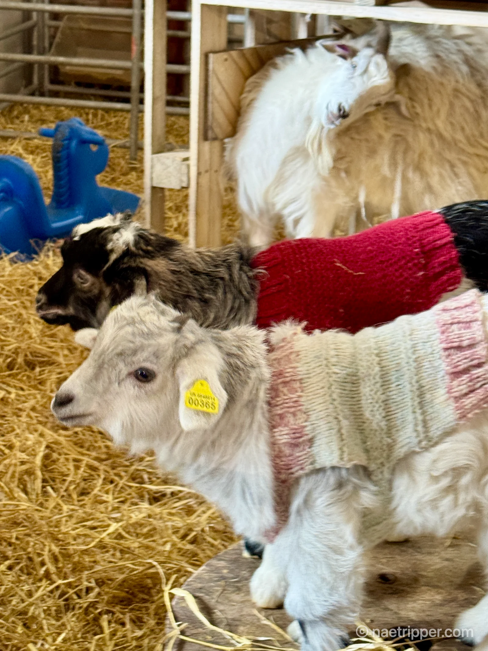 Goats in sweaters, lunan bay farm, sustainable farming, baby goats